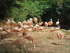 149 BIO PARC DE DOUE LA FONTAINE 4- 2016_000051